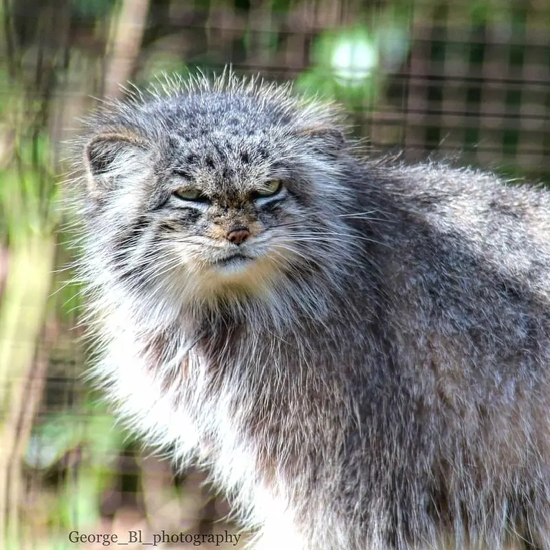 A photograph of a Pallas's cat