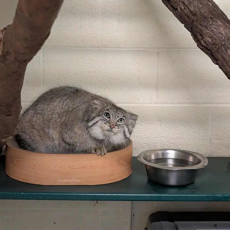 A photograph of Dean in Oglebay Good Zoo