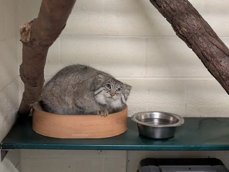 A photograph of Dean in Oglebay Good Zoo
