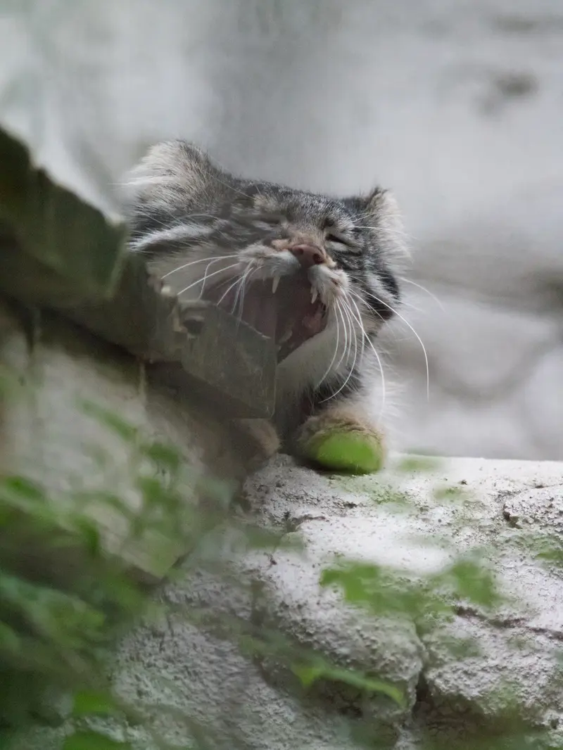A photograph of Figa in Nogeyama Zoo