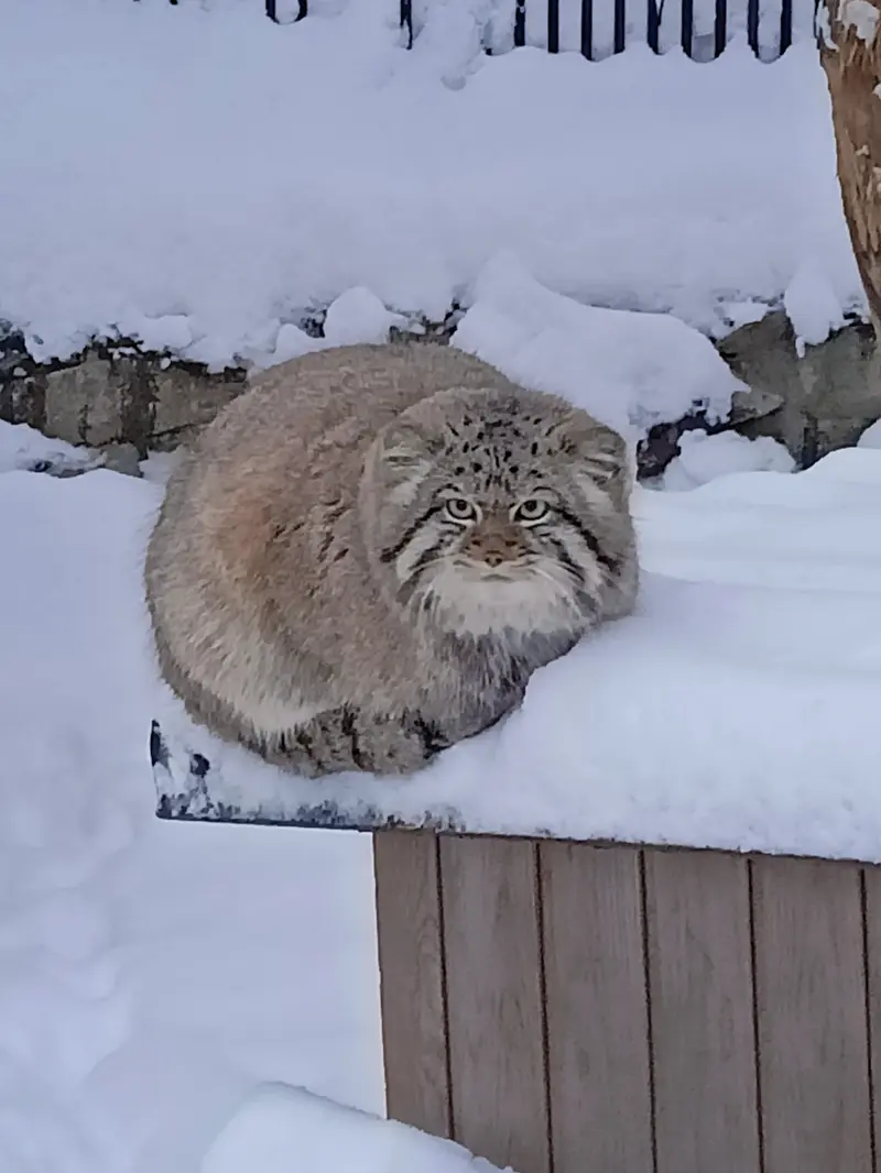 A photograph of Sylvester in Novosibirsk Zoo
