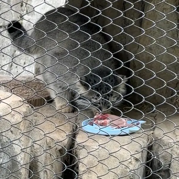 A photograph of a Pallas's cat in Woodland Park Zoo