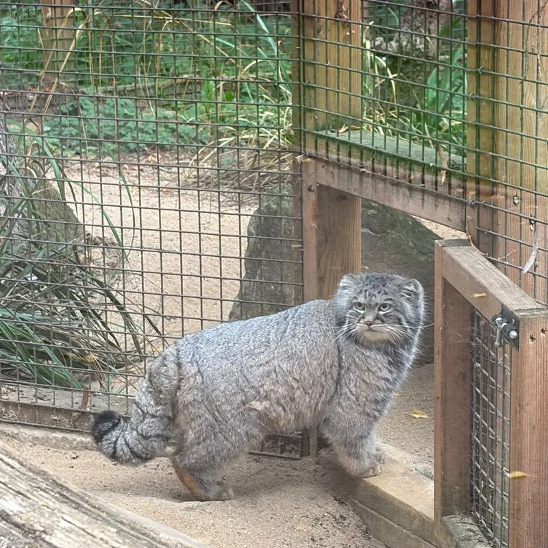 A photograph of Sayan in Cotswold Wildlife Park and Gardens
