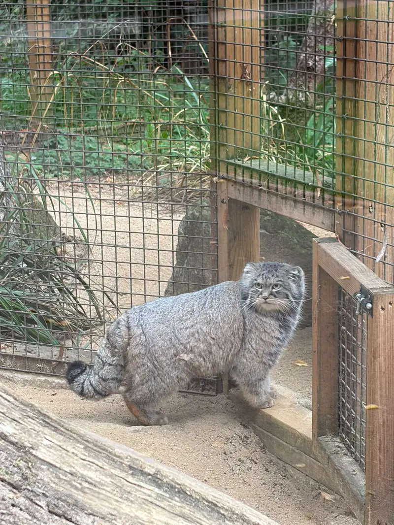 A photograph of Sayan in Cotswold Wildlife Park and Gardens