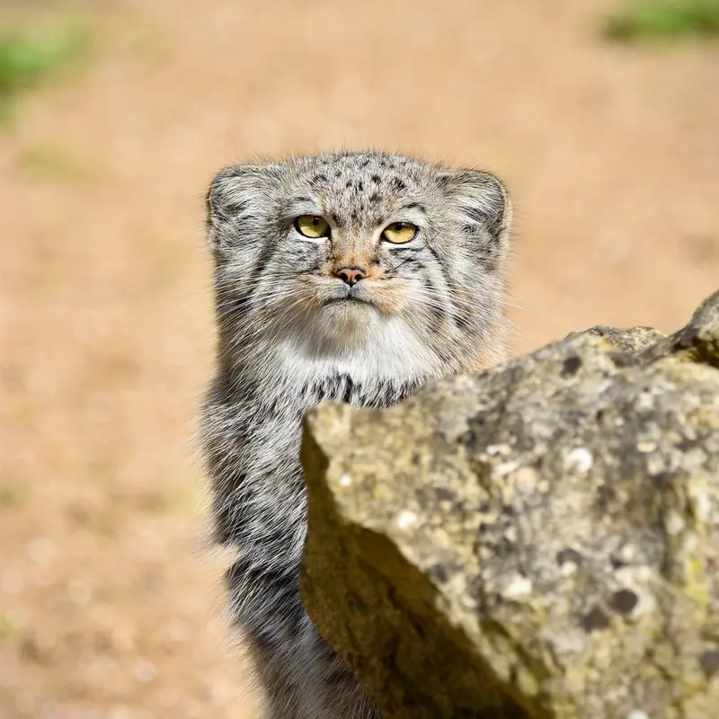 A photograph of Kharaa in Port Lympne Wild Animal Park
