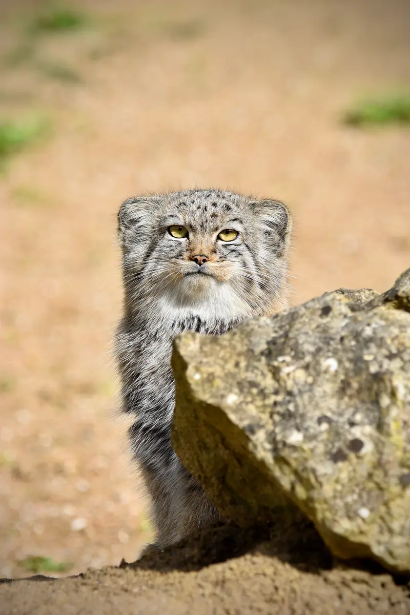 A photograph of Kharaa in Port Lympne Wild Animal Park