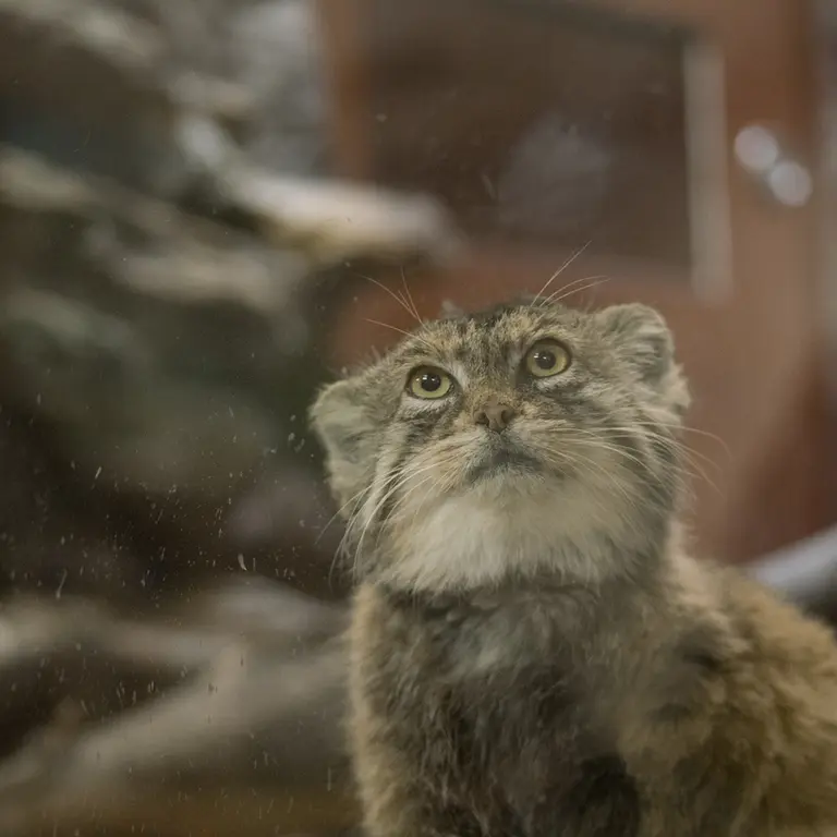 A photograph of Primula in Ueno Zoological Gardens