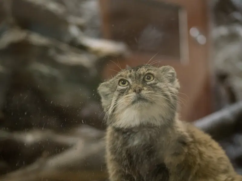 A photograph of Primula in Ueno Zoological Gardens
