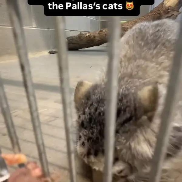A photograph of a Pallas's cat in Elmwood Park Zoo