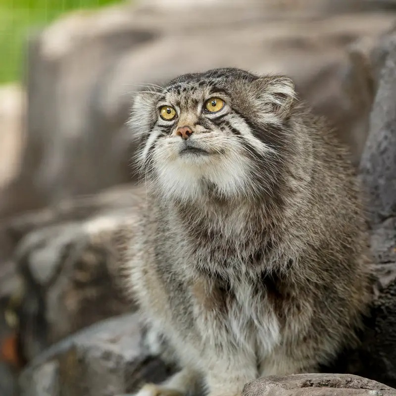 A photograph of Grusha in Asahiyama Zoo
