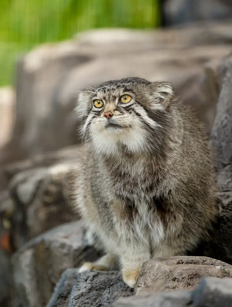 A photograph of Grusha in Asahiyama Zoo