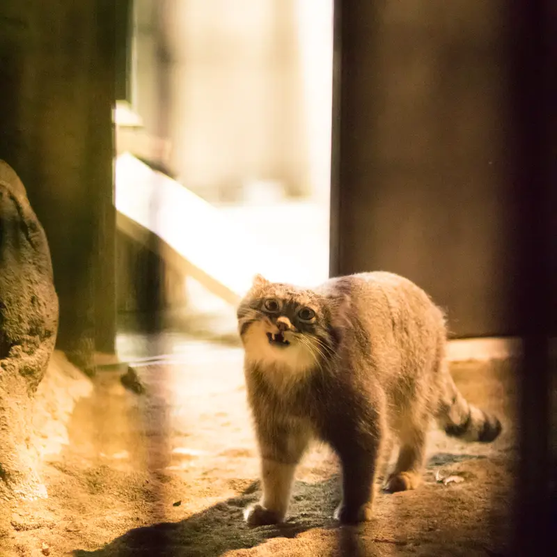A photograph of Figa in Nogeyama Zoo