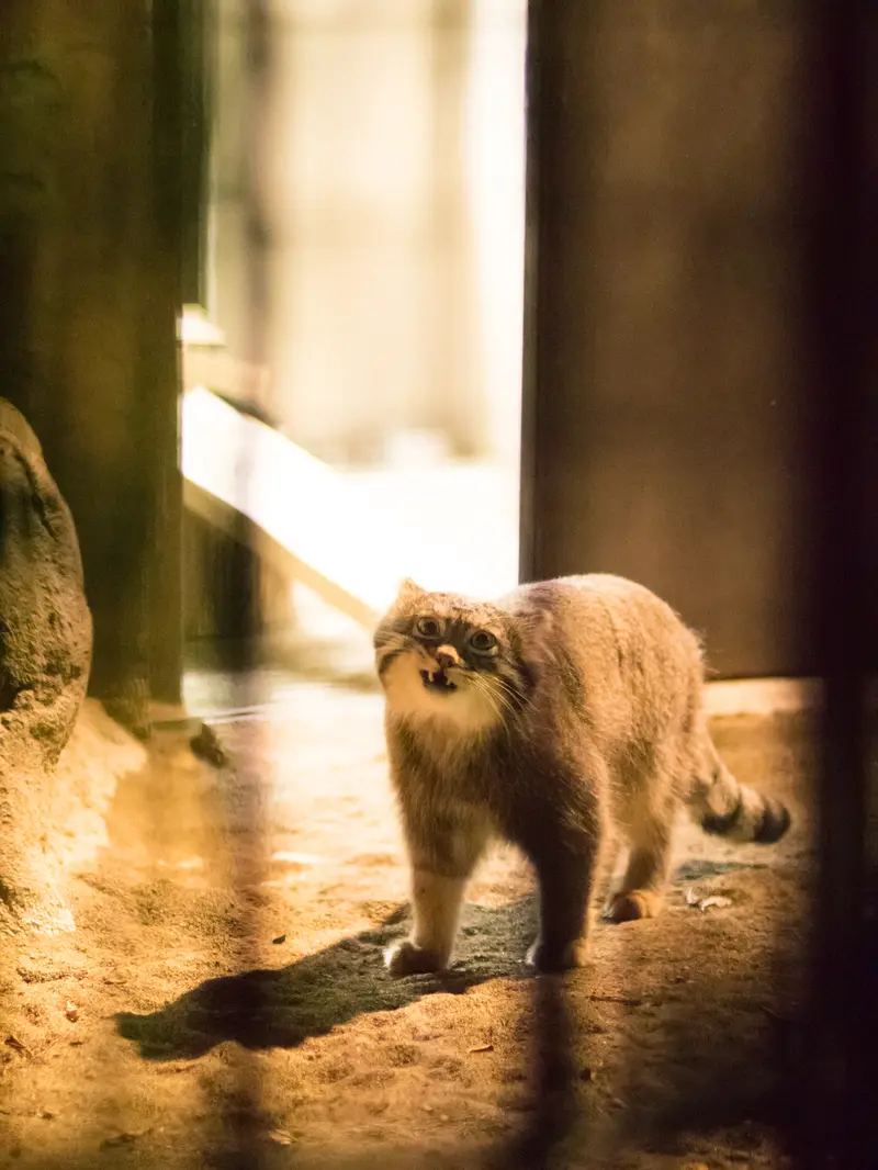 A photograph of Figa in Nogeyama Zoo