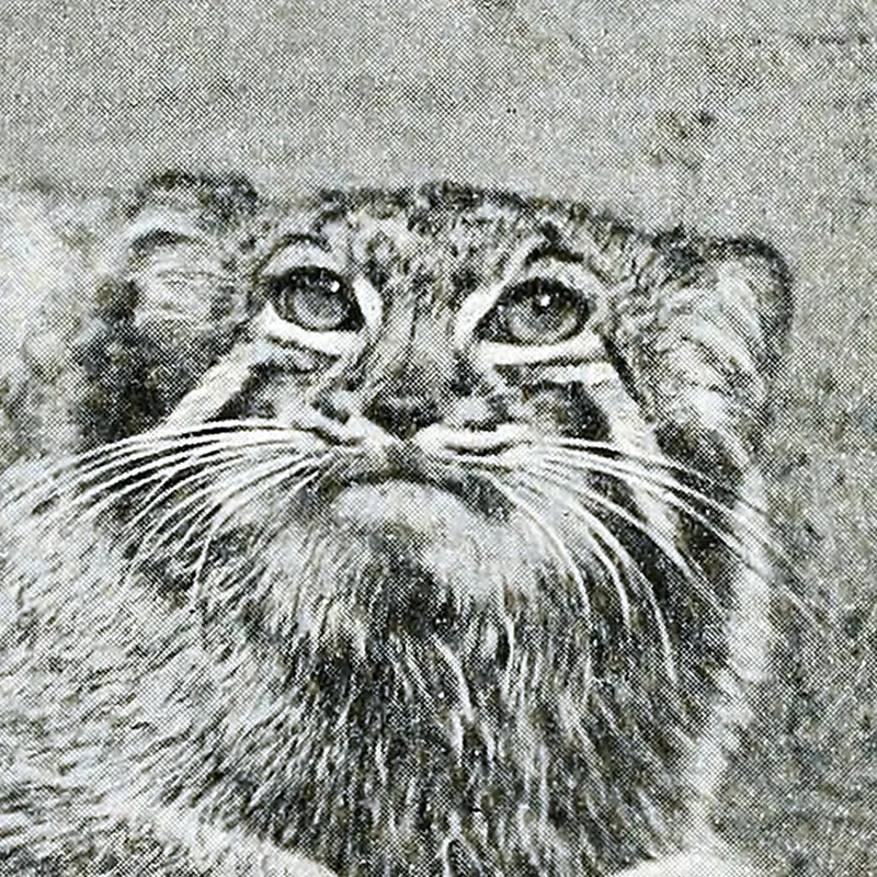 Calcutta the Pallas's cat from London Zoo