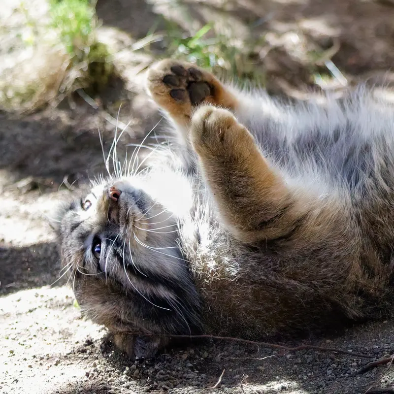 A photograph of Nagomu in Nasu Animal Kingdom