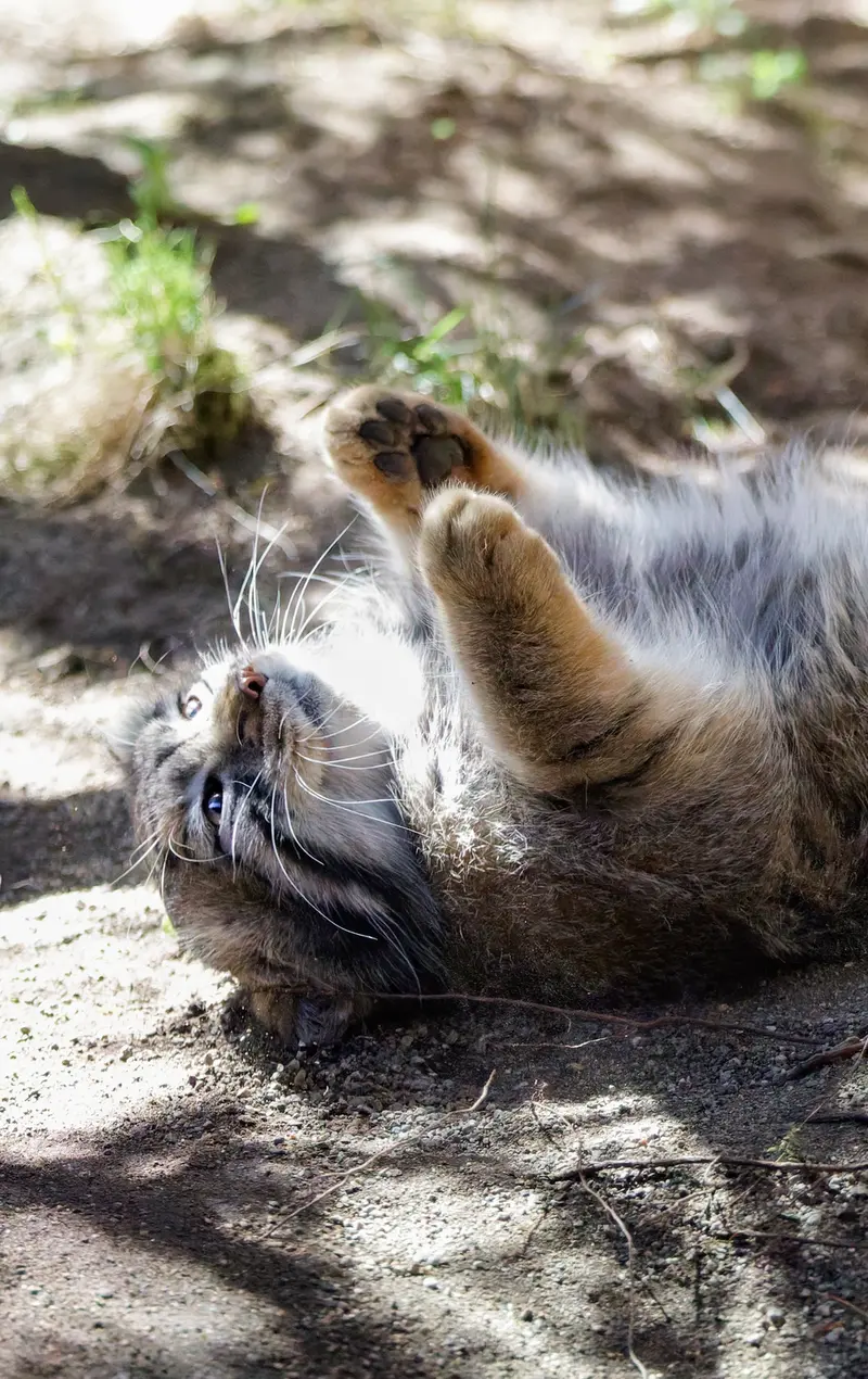 A photograph of Nagomu in Nasu Animal Kingdom