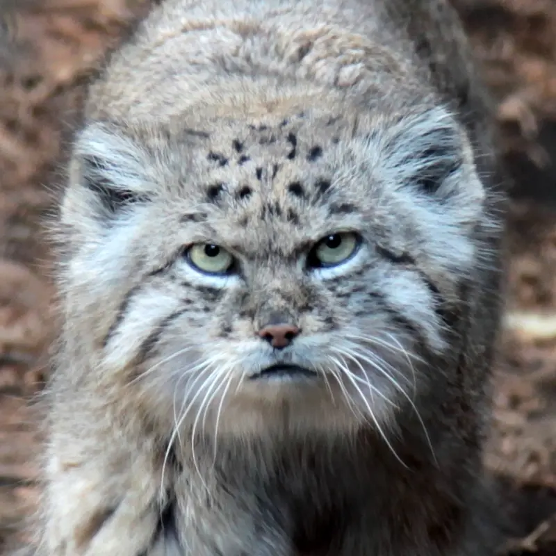 Batu the Pallas's cat from Prospect Park Zoo