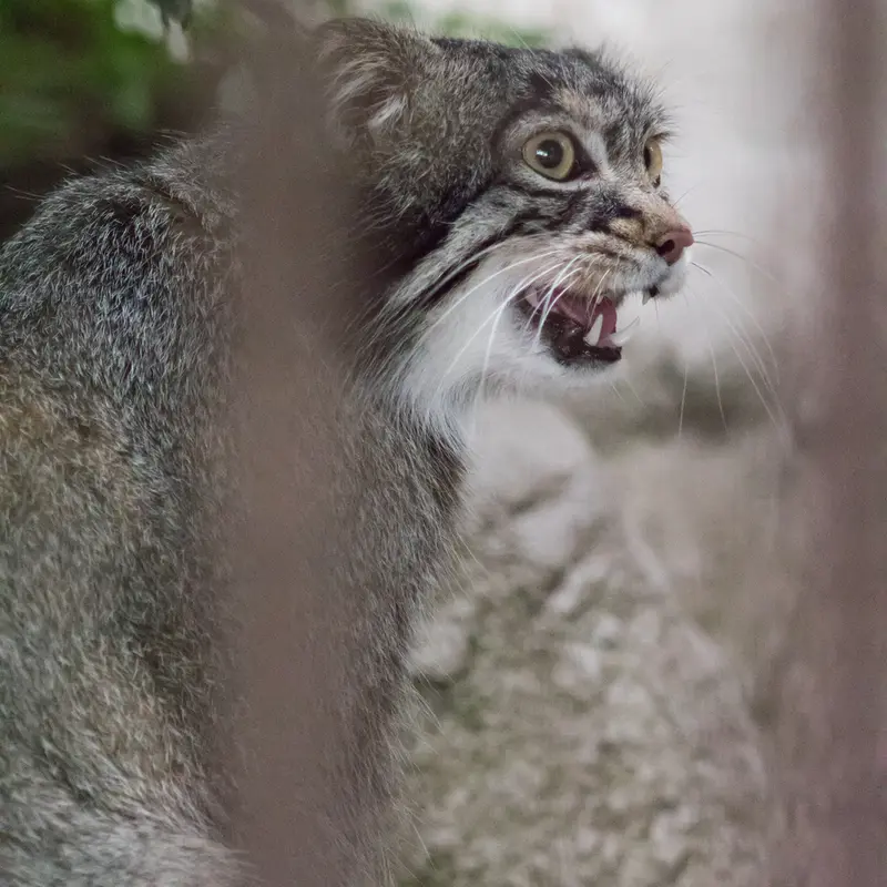 A photograph of Figa in Nogeyama Zoo