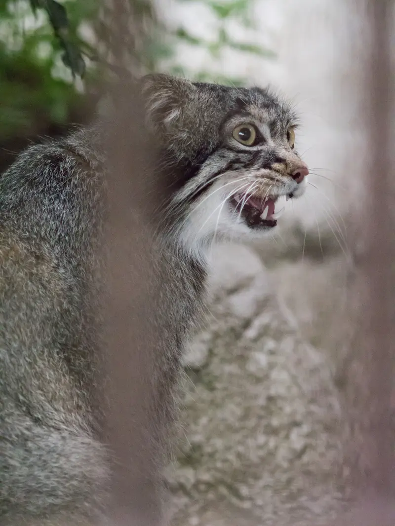 A photograph of Figa in Nogeyama Zoo