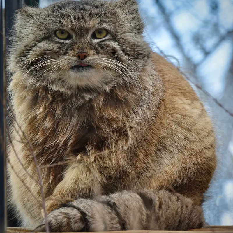 A photograph of Spay in Prague Zoo