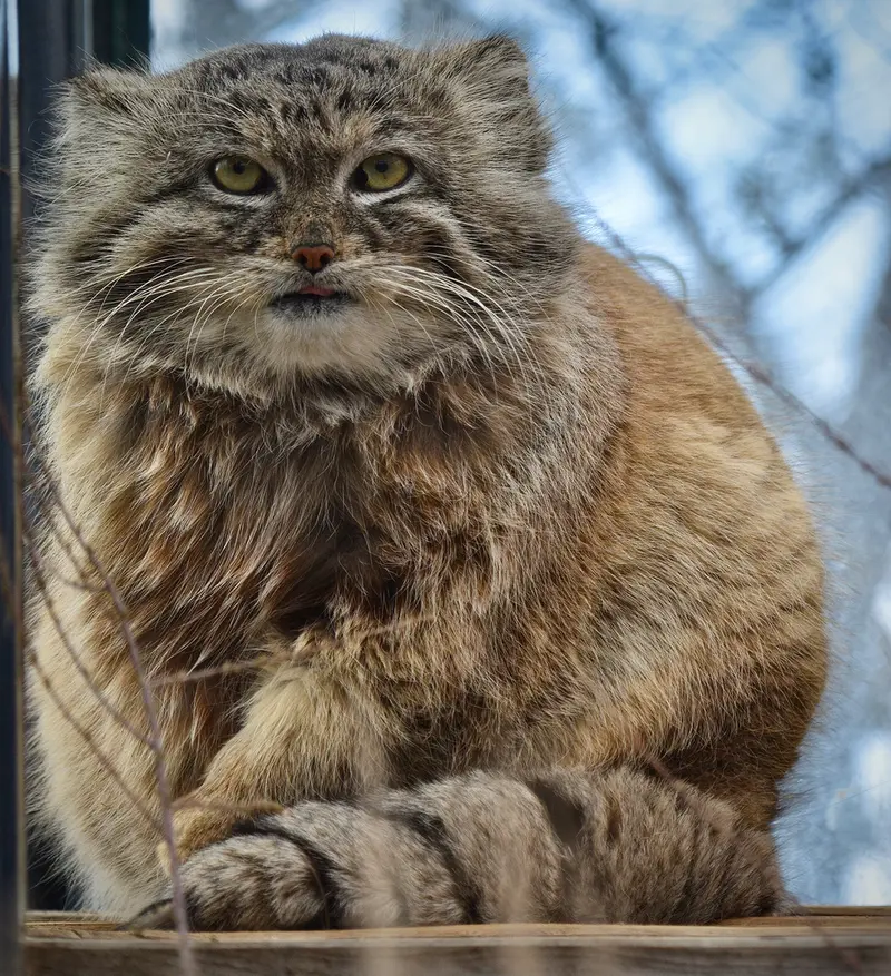 A photograph of Spay in Prague Zoo