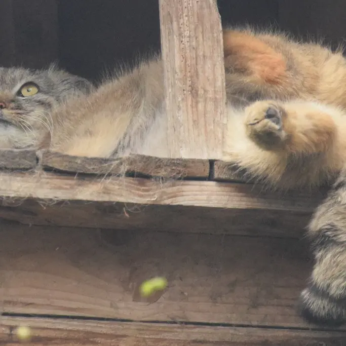 A photograph of Lucy in Budapest Zoo & Botanical Garden