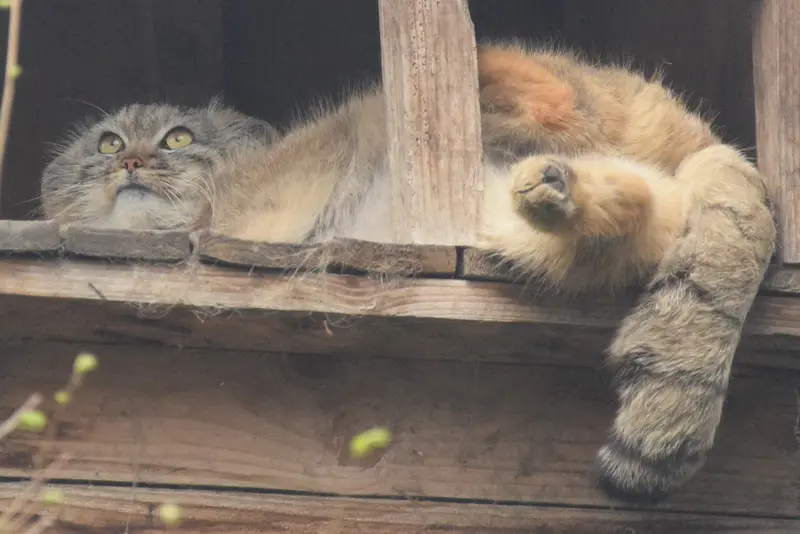 A photograph of Lucy in Budapest Zoo & Botanical Garden