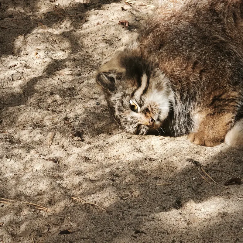 A photograph of Son of Adele b.2026 Ⅲ in Novosibirsk Zoo