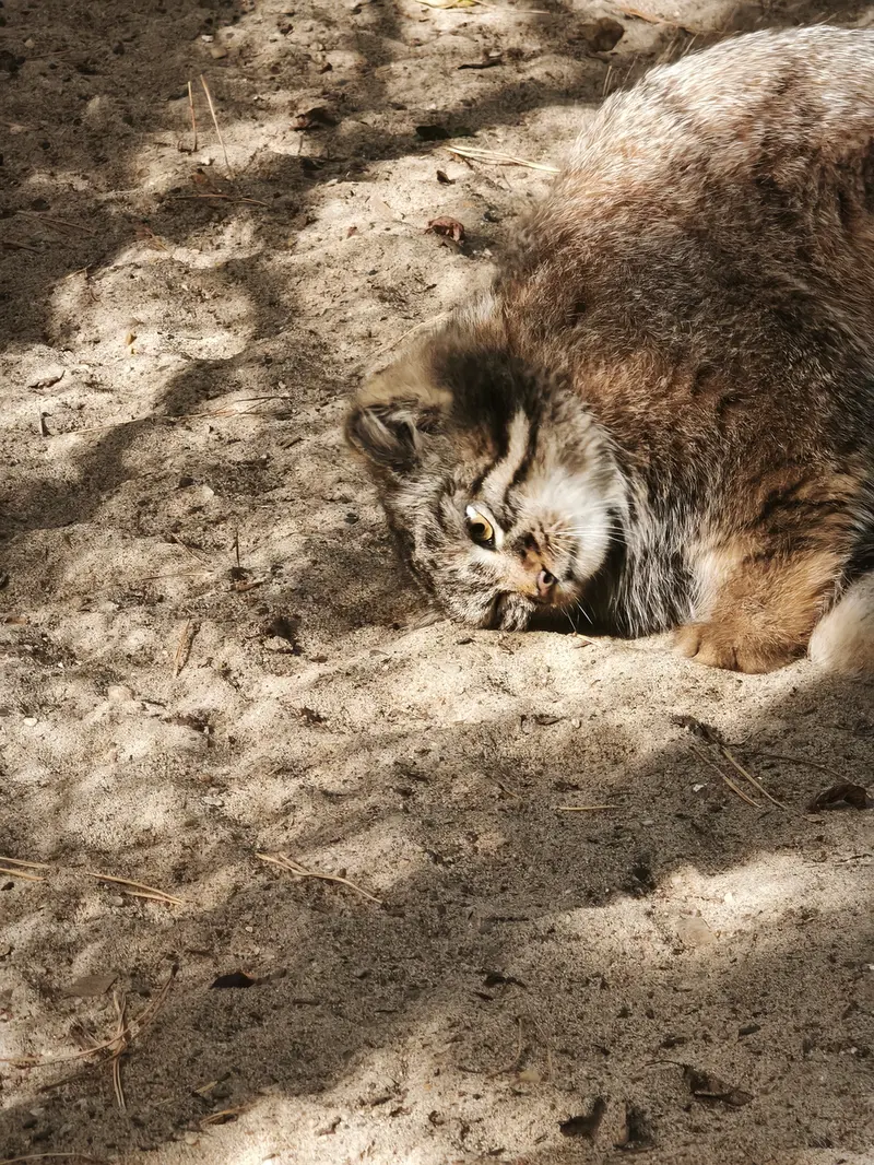 A photograph of Son of Adele b.2026 Ⅲ in Novosibirsk Zoo