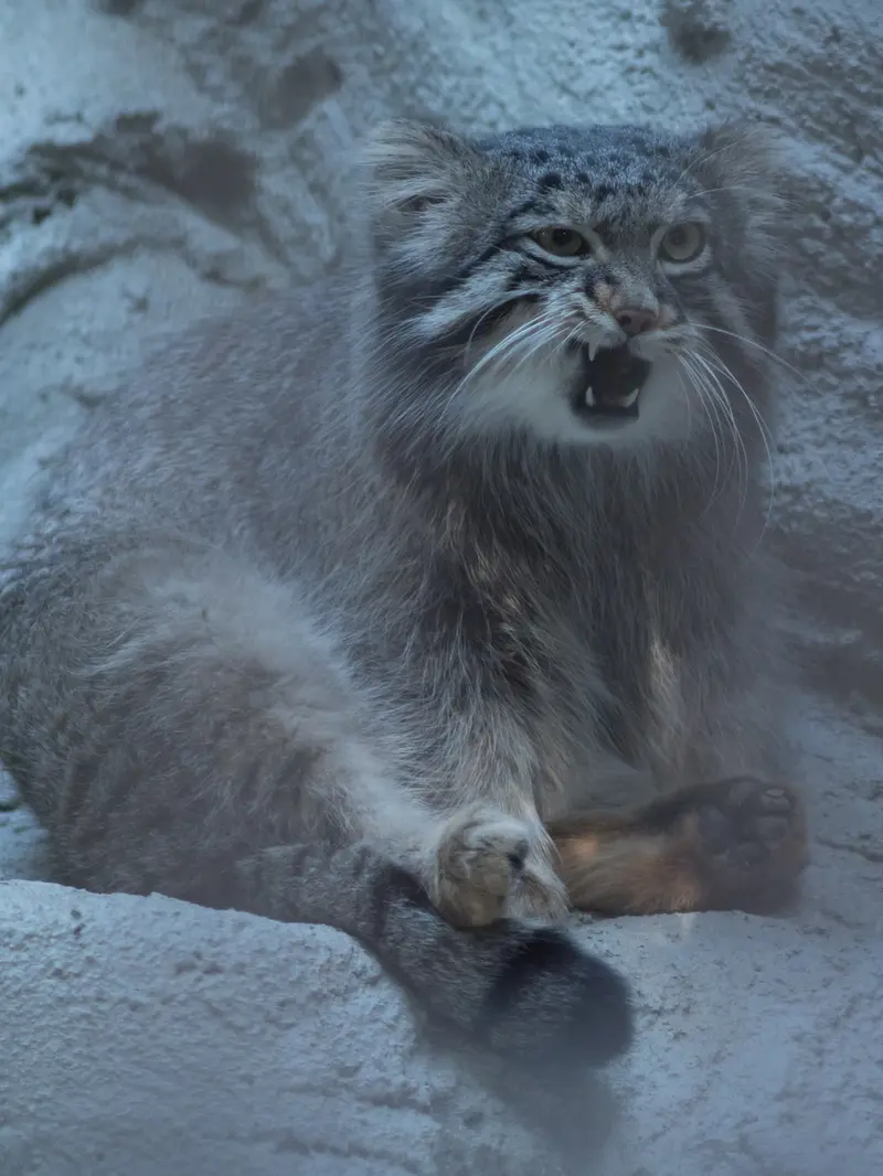 A photograph of Figa in Nogeyama Zoo