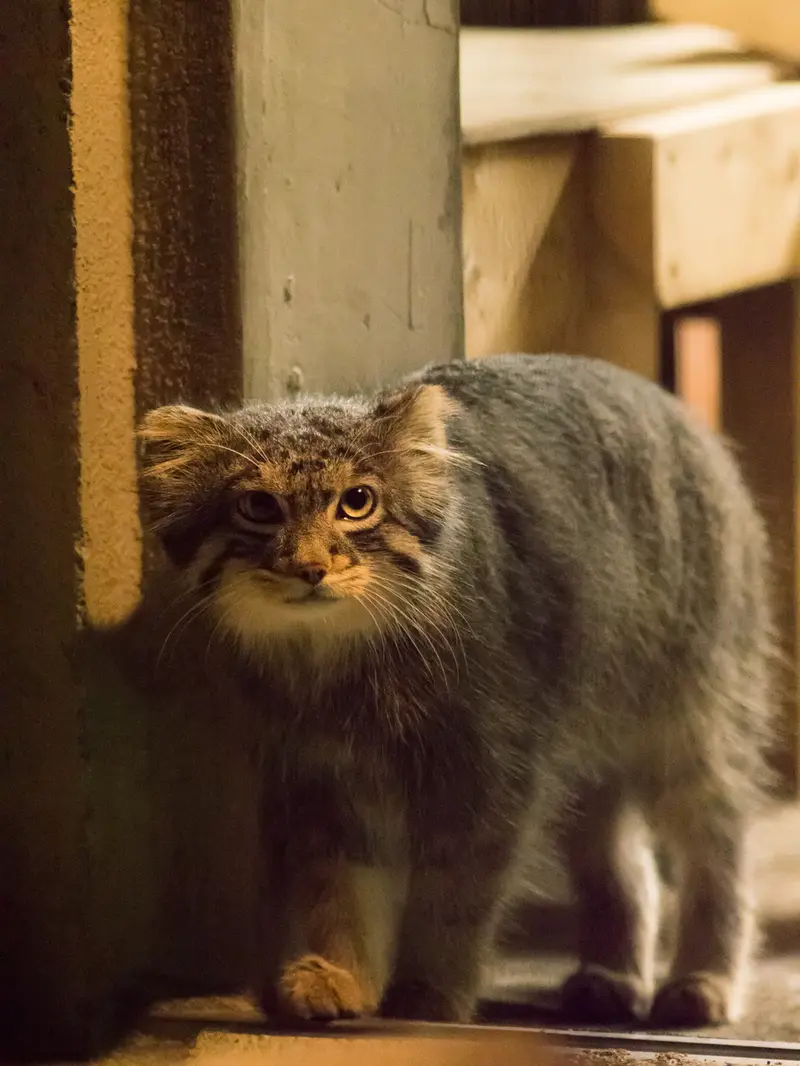 A photograph of Figa in Nogeyama Zoo
