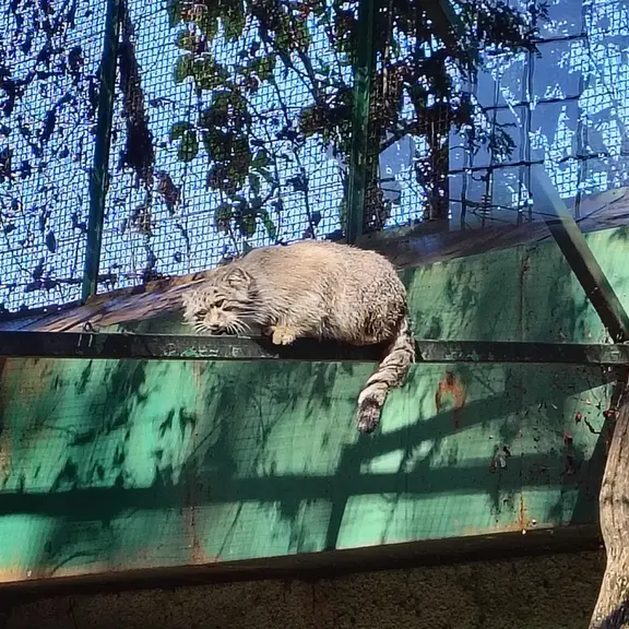 A photograph of Bohus in Budapest Zoo & Botanical Garden