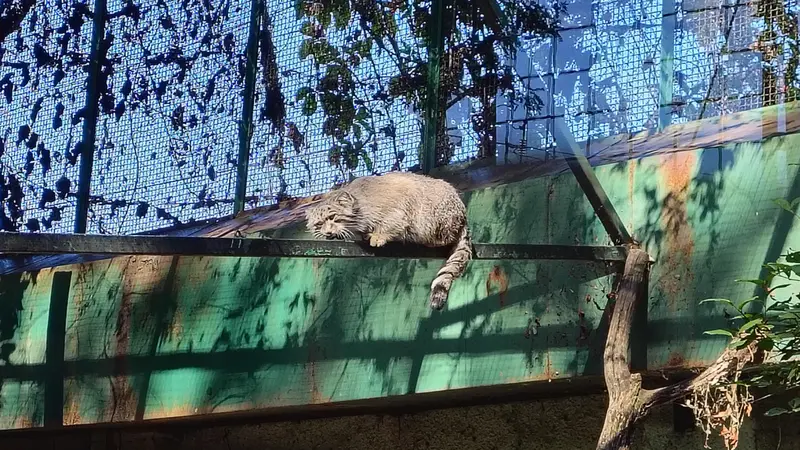A photograph of Bohus in Budapest Zoo & Botanical Garden