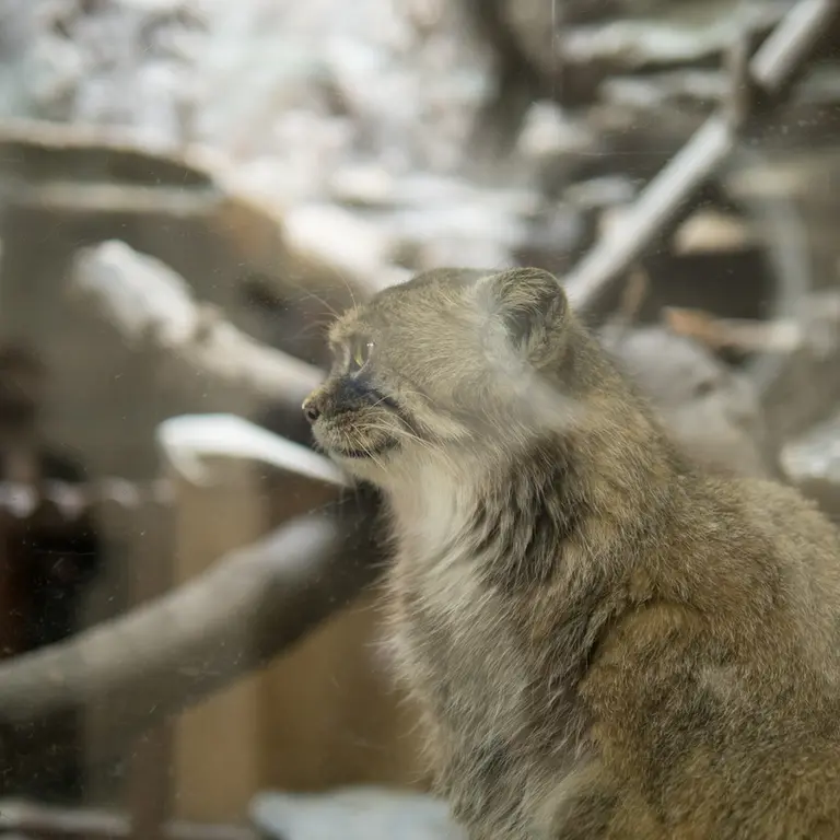A photograph of Primula in Ueno Zoological Gardens