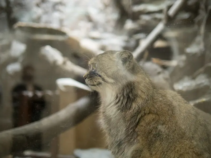 A photograph of Primula in Ueno Zoological Gardens