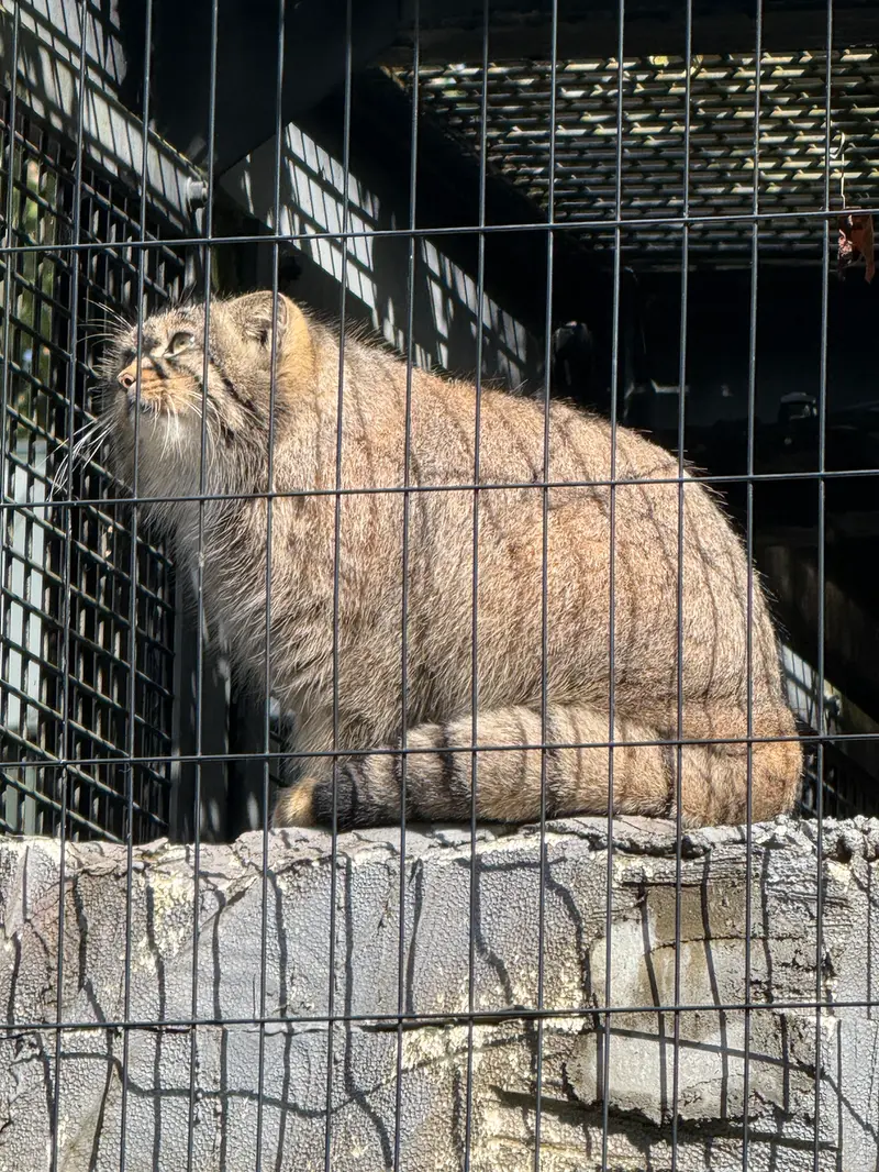 A photograph of Hide in Asahiyama Zoo