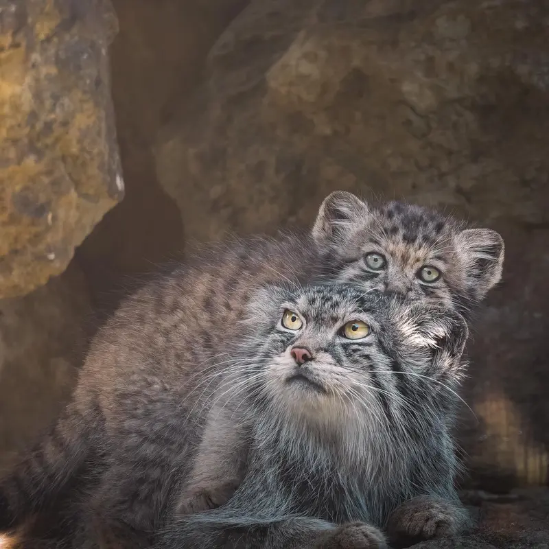 A photograph of Bat-Erdene in Port Lympne Wild Animal Park