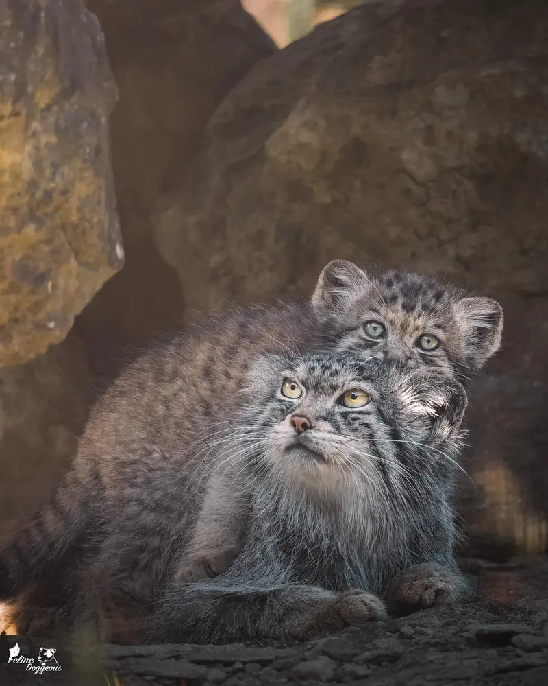 A photograph of Namuu and Bat-Erdene in Port Lympne Wild Animal Park