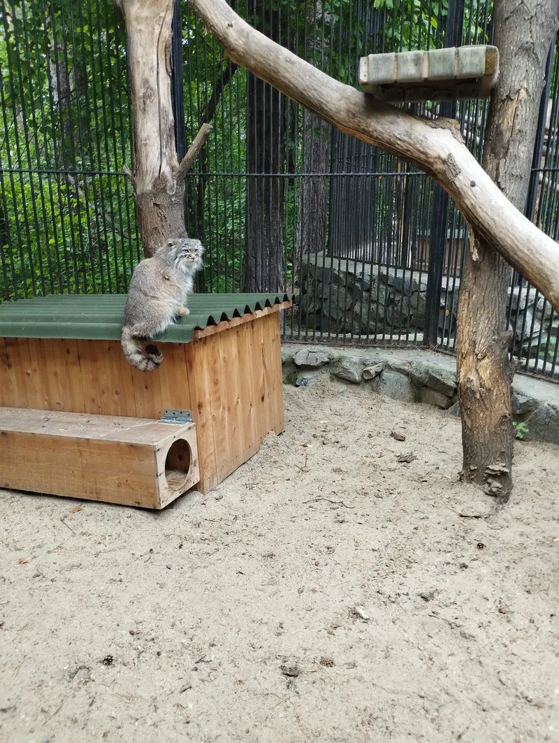 A photograph of a Pallas's cat in Novosibirsk Zoo