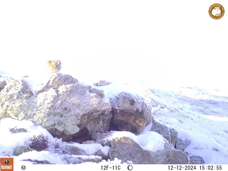 A photograph of Pika from Besshoky 1 camera trap