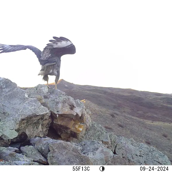 A photograph of a Pallas&#039;s cat from Besshoky 1 camera trap