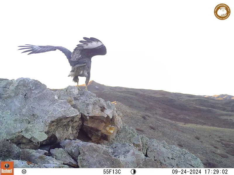 A photograph of a Pallas&#039;s cat from Besshoky 1 camera trap