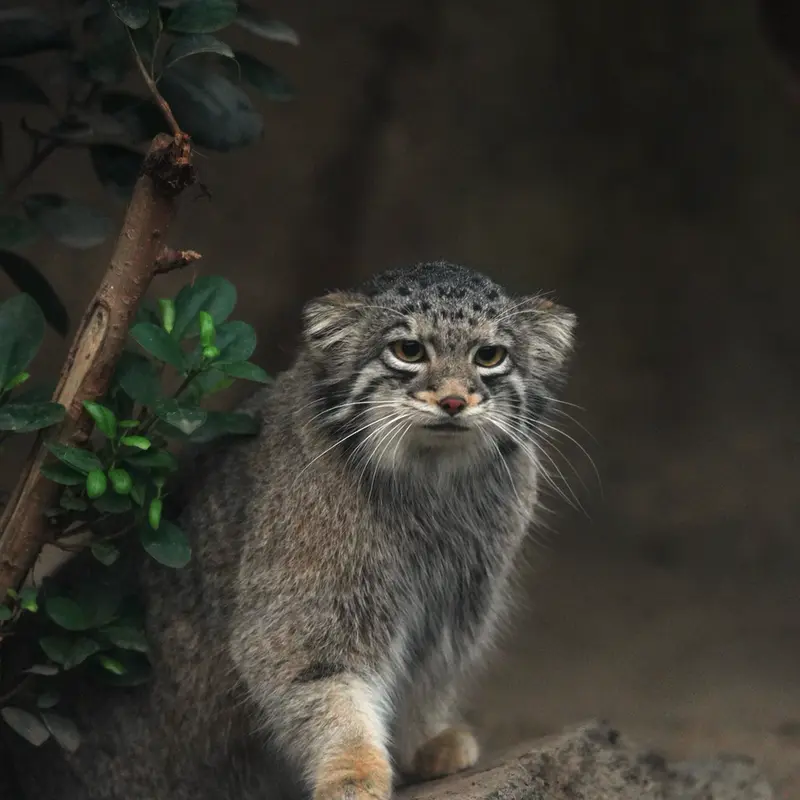 A photograph of Nar in Kobe Animal Kingdom