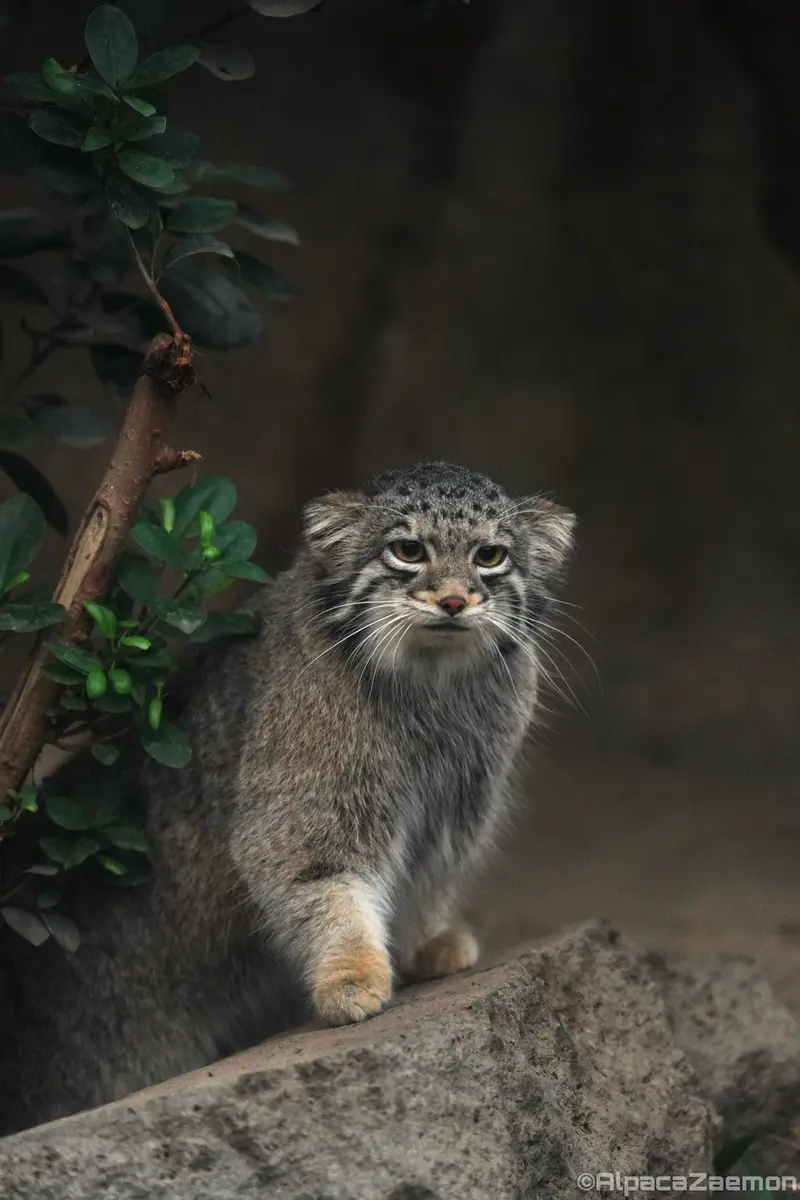 A photograph of Nar in Kobe Animal Kingdom