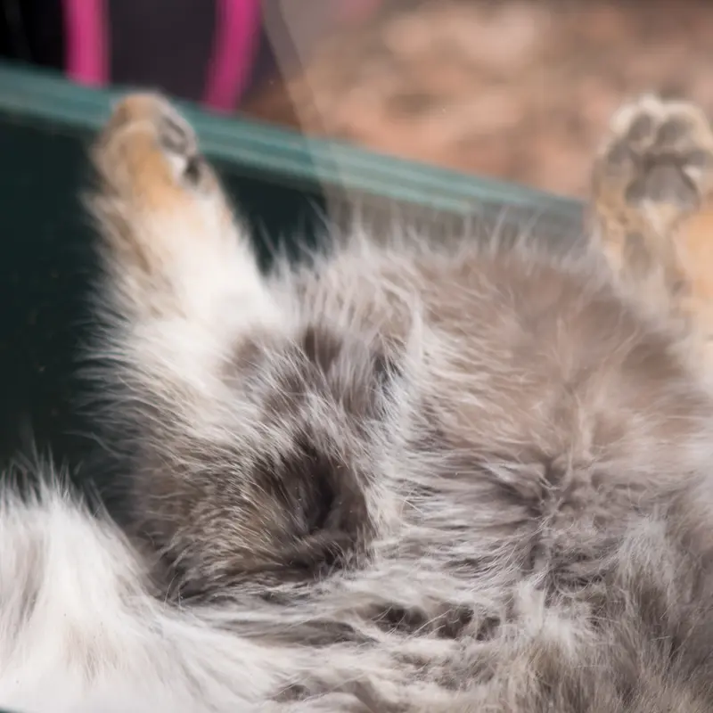 A photograph of Oto in Saitama Children's Zoo