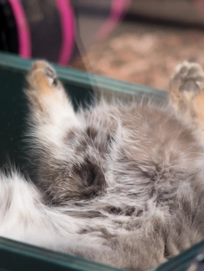 A photograph of Oto in Saitama Children's Zoo