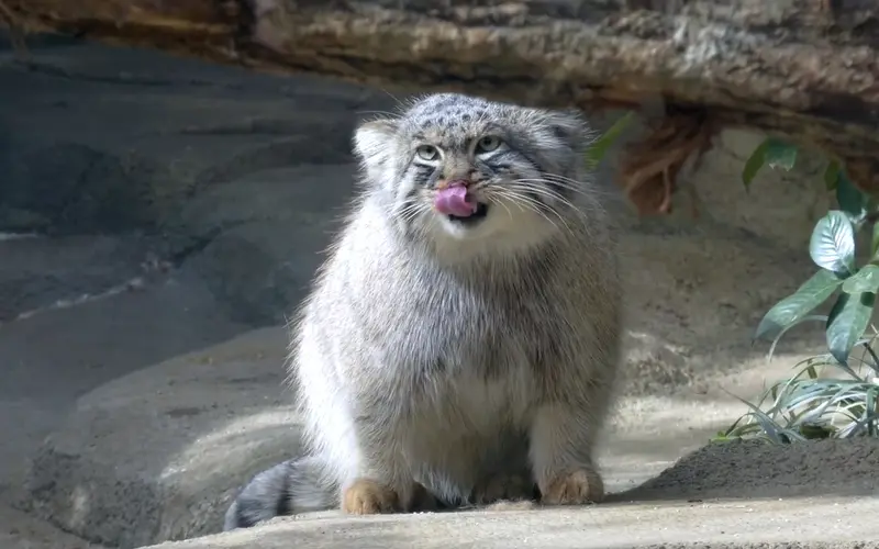 A photograph of a Pallas's cat