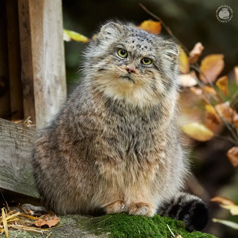 Manul of the day