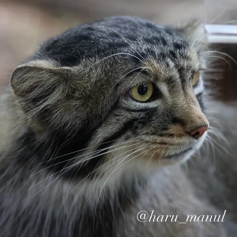 A photograph of Nagomu in Nasu Animal Kingdom