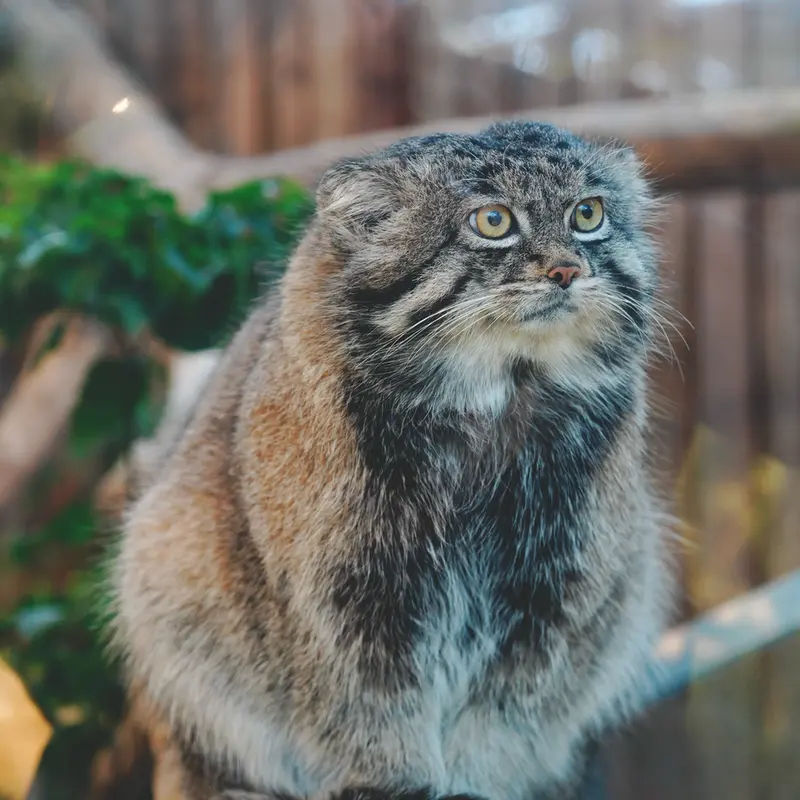 A photograph of Nar in Kobe Animal Kingdom